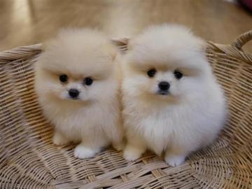 Zwergspitz/ Pomeranian mit Stammbaum . Wh