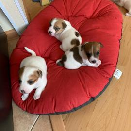 sch?ne Jack Russell Terrier-Welpen