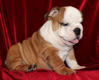 Wundersch�ne Englishce Bulldogge Welpen