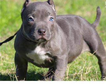 American Pitbull Terrier Blueline