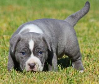American Pitbull Terrier Blueline