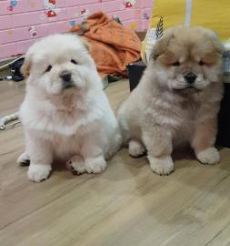 Chow-Chow-Welpen zu verkaufen � WhatsApp