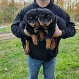 S��e Rottweiler Welpen ADRK