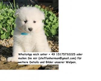 Erstaunliche Pomeranian Welpen verf�gbar