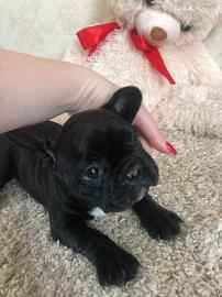 Franz�sische Bulldogge