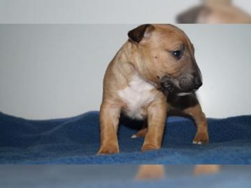 Wundervolle Miniatur Bullterrier welpen