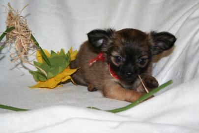 S��e Wundersch�ne mini  Chihuahua-Welpen