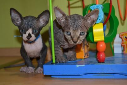 Don Sphynx K�tzchen