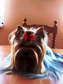 Zwinger vergibt luxus Yorkshire Terrier