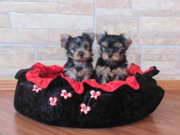 Zwinger vergibt luxus Yorkshire Terrier