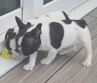 Atemberaubende Franz�sisch Bulldog Welpe