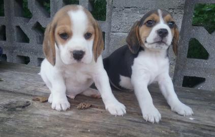 Wundersch�ne typvolle Beaglewelpen suche