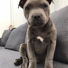 Wunderbarer Pitbull zur Adoption
