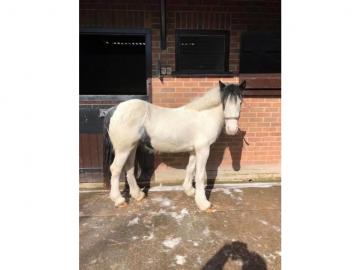 s??er Hayley 2 Piebald Cob