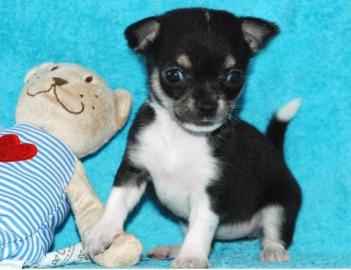 S��e Kleine MINI Chihuahua WelpenLH. KH