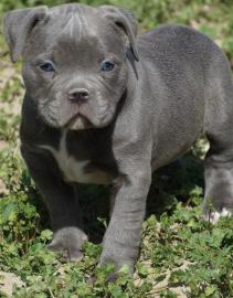 Pitbull blueline Welpe