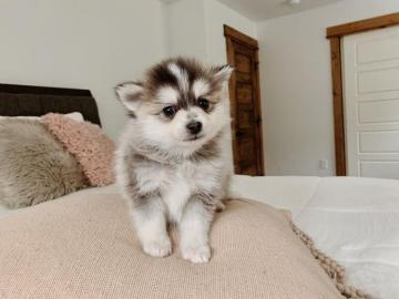 Pomsky Welpen whatsapp Nummer +436504851