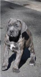 Zeigen Sie Qualit?t Cane Corso Welpe
