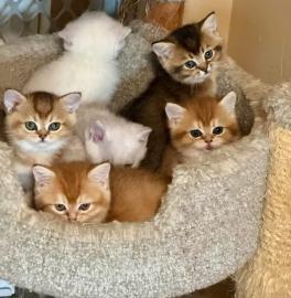 Ragdoll-K�tzchen mit Stammbaum