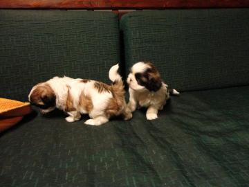 Shih Tzu s��e Welpen zu verkaufen