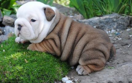 Extra-Qualit�t englische Bulldoggen
