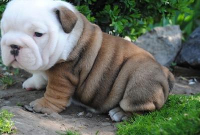 Extra-Qualit�t englische Bulldoggen