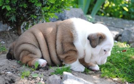 Extra-Qualit�t englische Bulldoggen