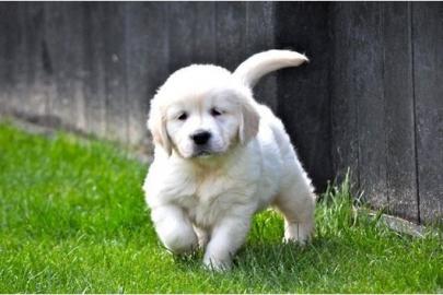 edel gezogene Golden Retriever - Welpen