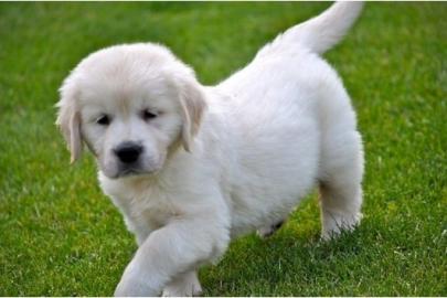 edel gezogene Golden Retriever - Welpen