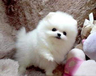 MINI-POMERANIAN ZWERGSPITZ BOO WELPEN ZU