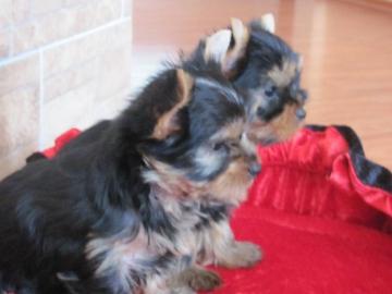 Yorkshire Terrier Wedlpen (Kraftige)