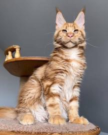 Maine-Coon-K�tzchen zu verkaufen!