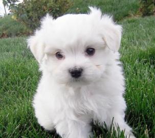 Mini Maltese welpen