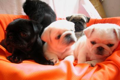 Wundersh�ne Mops