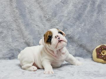 Englische Bulldogge Welpen mit papieren