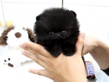 Zwergspitz / Pomeranian welpen   preis: