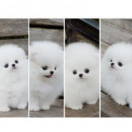 Zwergspitz / Pomeranian welpen   preis: