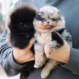 reinrassige Pomeranian Zwergspitz Welpen