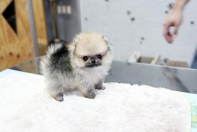 reinrassige Pomeranian Zwergspitz Welpen