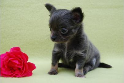 Mini-Chihuahua-Welpen (Langhaar und.  Kur