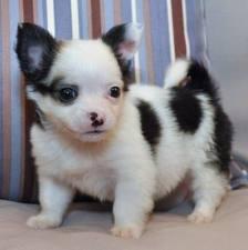 S�sse Chihuahua Welpen
