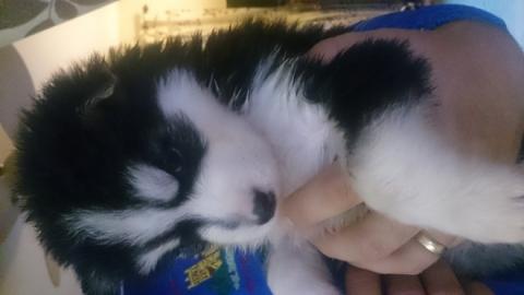 Siberian Husky