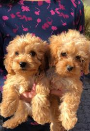 S??e Cavapoo-Welpen verf?gbar