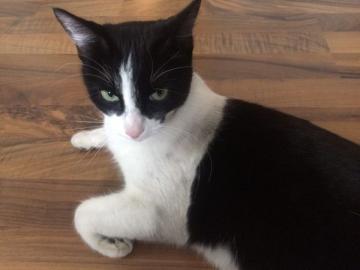 RAYA, kastrierte und geimpfte Katze erh�