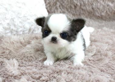 chihuahua welpen