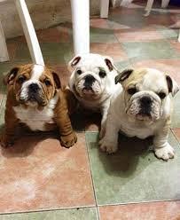 Reinrassige Englische Bulldogge Welpen
