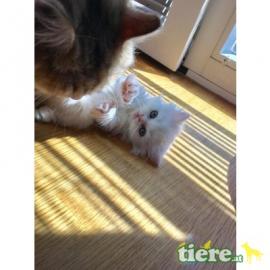Perser Kitten mit Nase!