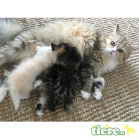 Perser Kitten mit Nase!