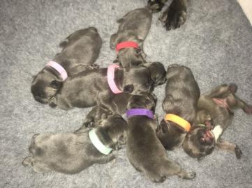 Bulldogge Welpen WhatsApp +34631013227