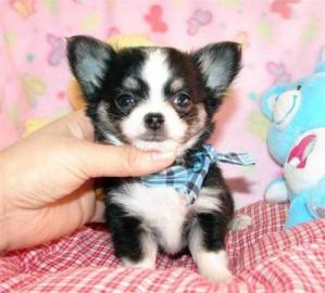 Super Typvolle chihuahua welpen